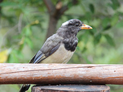 Bhutan Birding Tour